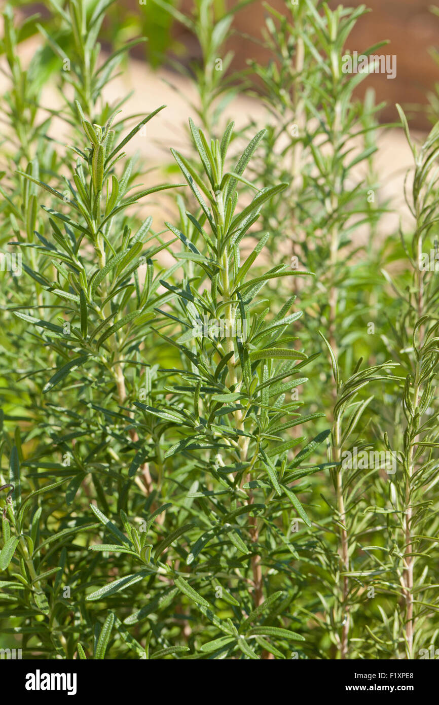 Erba di rosmarino, "Toscana" blu, impianti in giardino (Rosmarinus officinalis) - USA Foto Stock