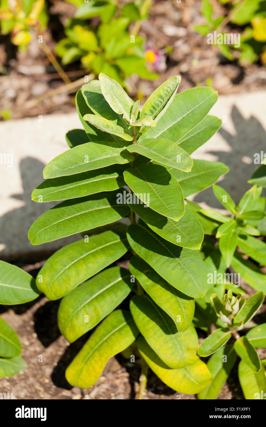 Milkweed comune (Asclepias syriaca) - USA Foto Stock