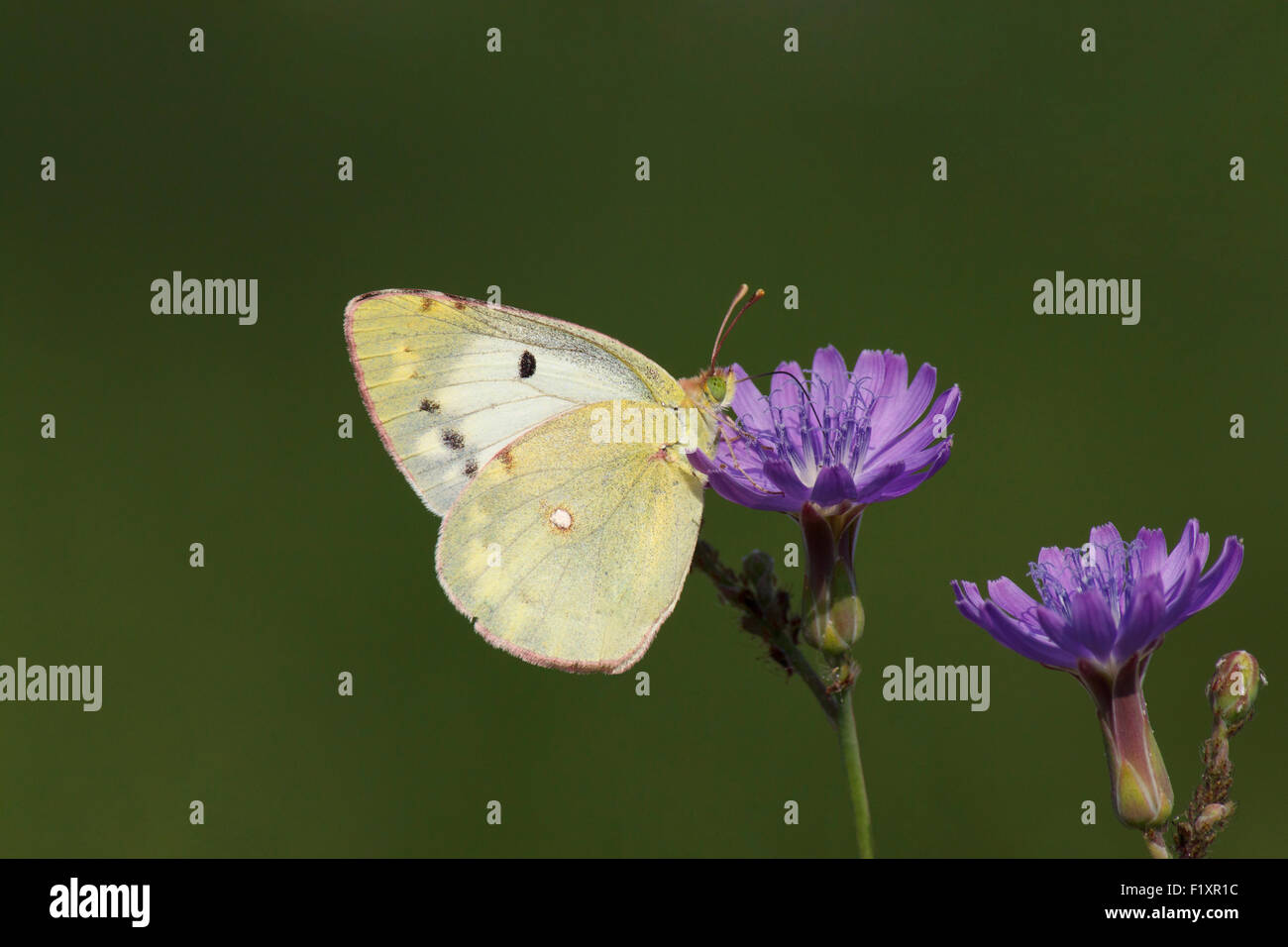 Close up di brimstone butterfly sul selvaggio fiore Foto Stock