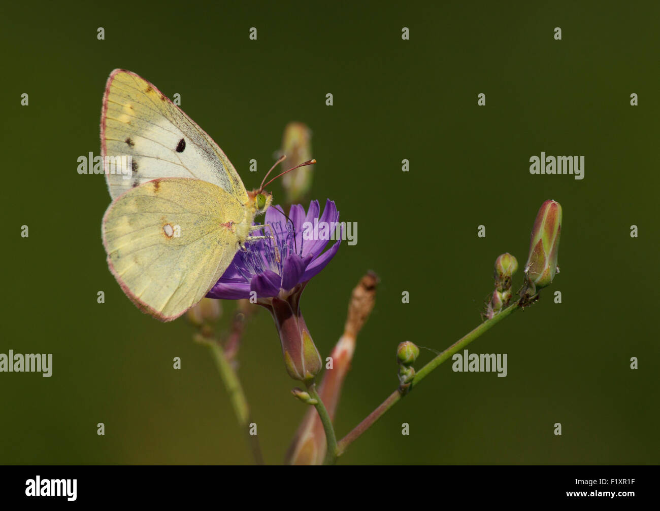 Giallo brimstone butterfly sul selvaggio fiore Foto Stock
