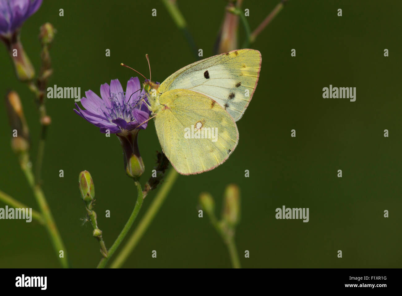Close up di brimstone butterfly sul selvaggio fiore Foto Stock
