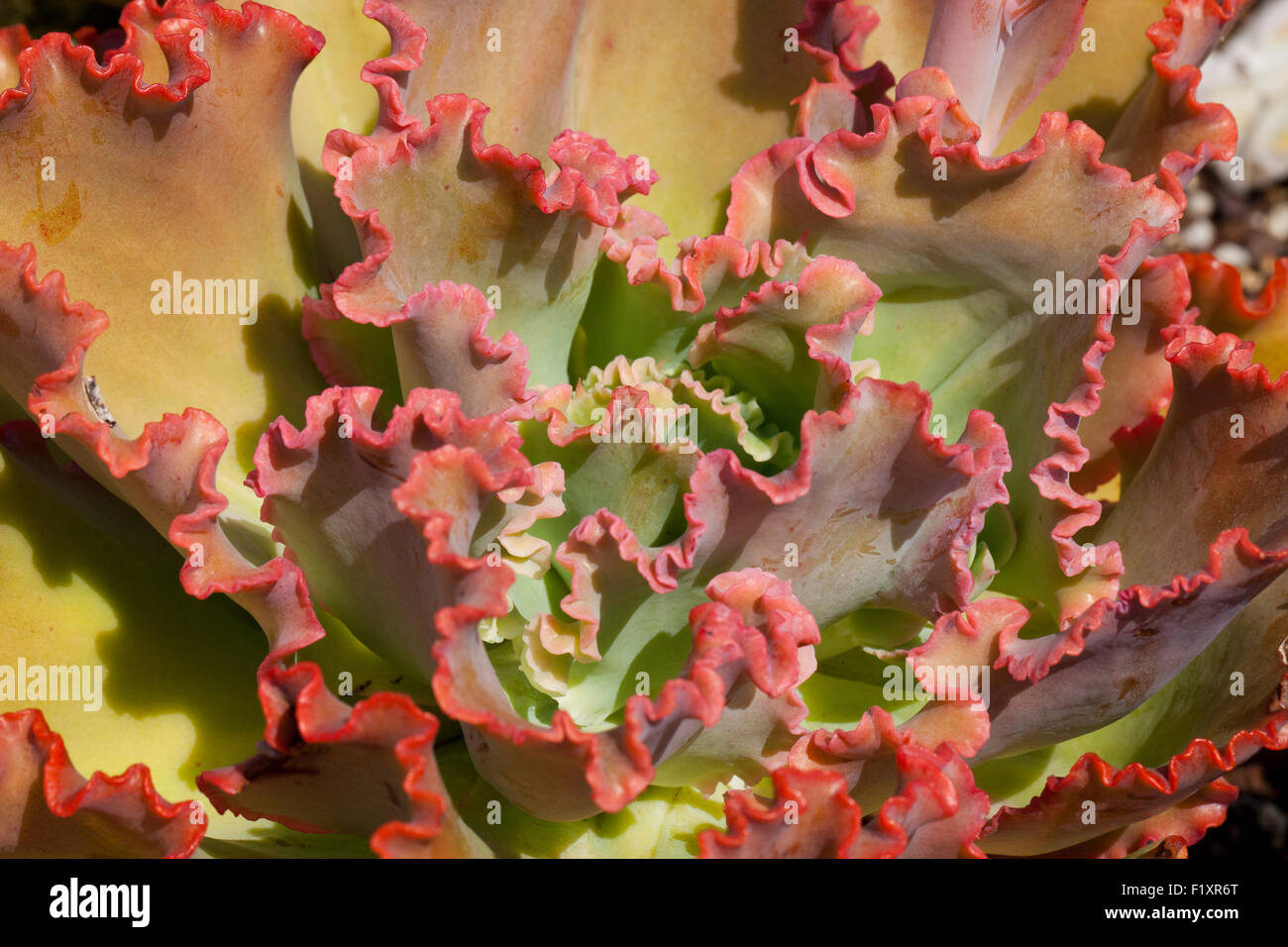 Echeveria Coral Reef pianta rossa - USA Foto Stock