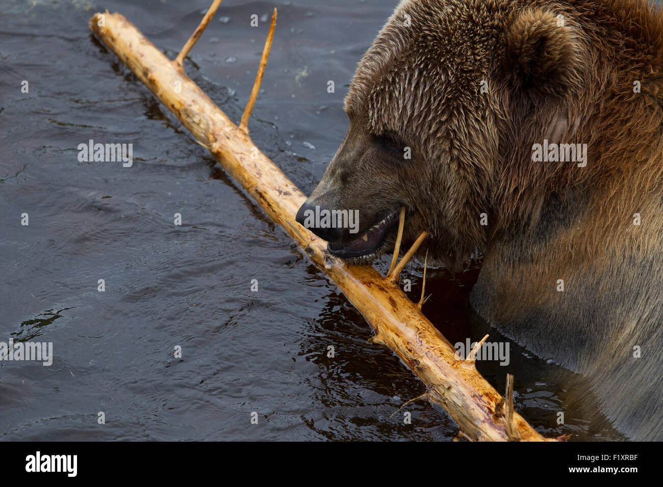 Un grande Kodiak Bear balneazioni in un zoo svedese Foto Stock