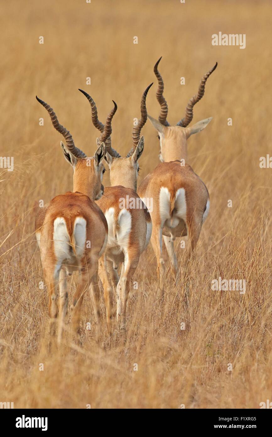 India, nello Stato di Gujarat, Blackbuck national park, Blackbuck (Antilope cervicapra), maschio Foto Stock