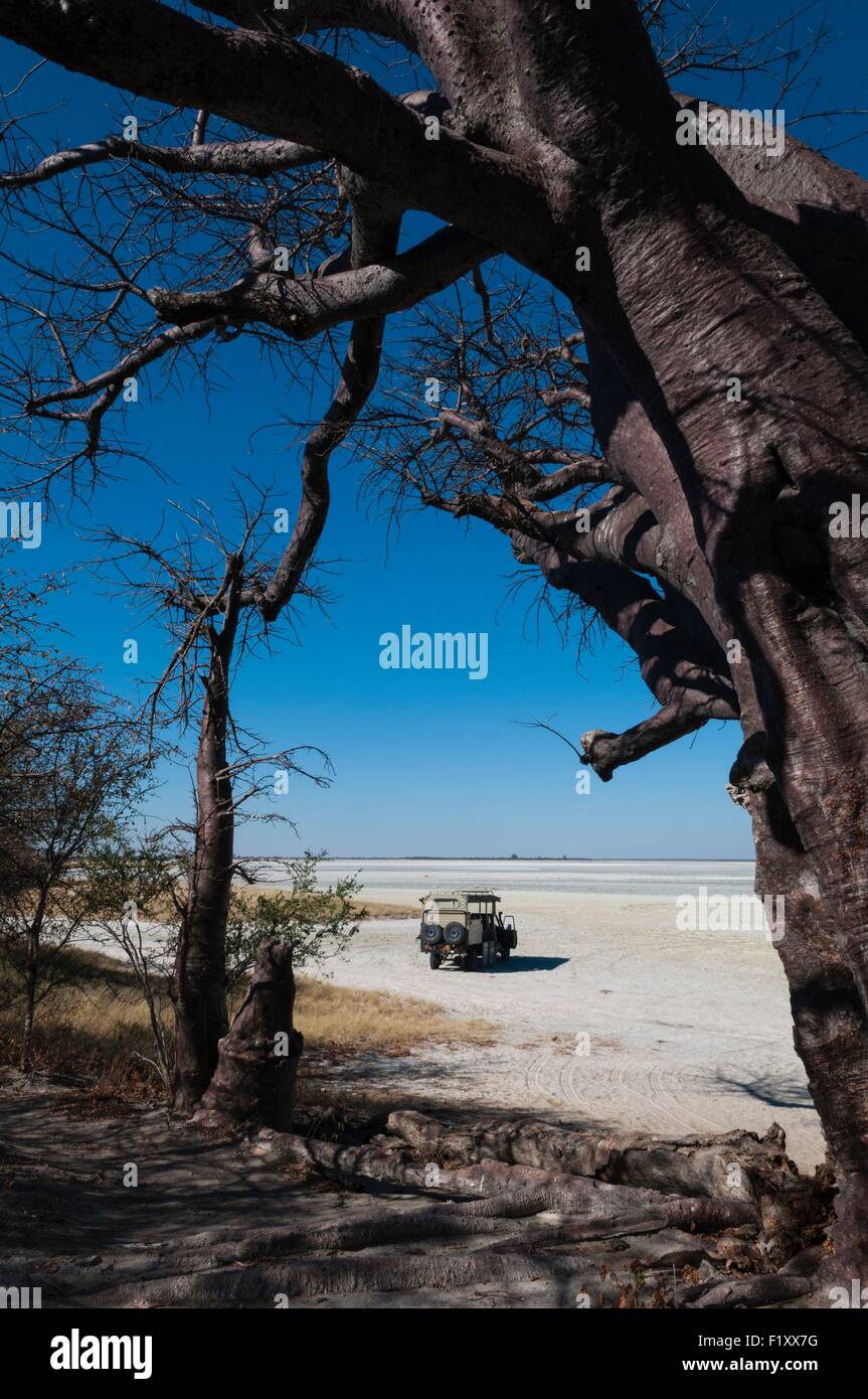 Il Botswana, Nxai Pan National Park, Kudiakam Pan, Baines baobab Foto Stock