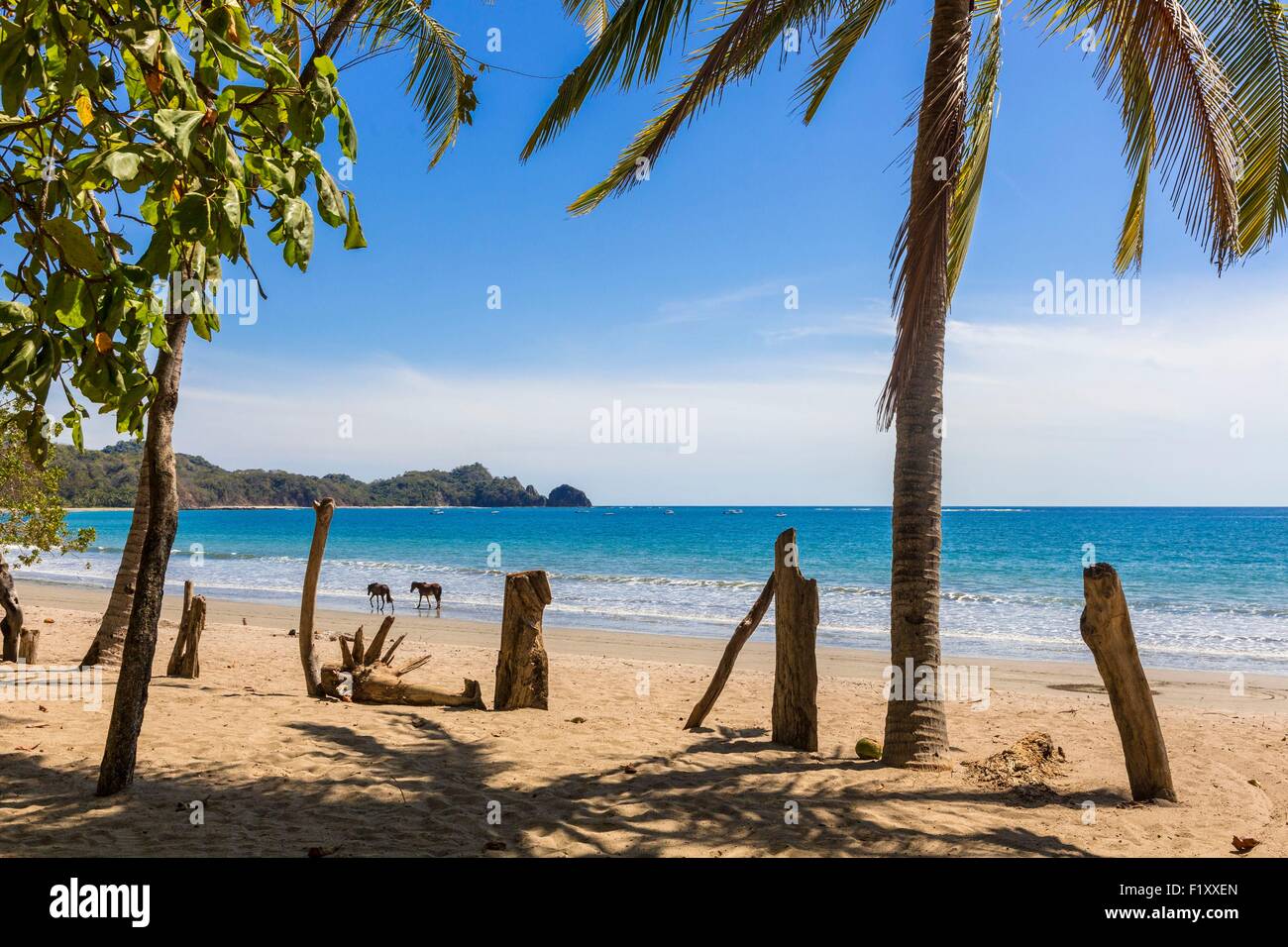 Costa Rica, provincia di Guanacaste, Nicoya peninsula, Nosara, Playa Garca Foto Stock
