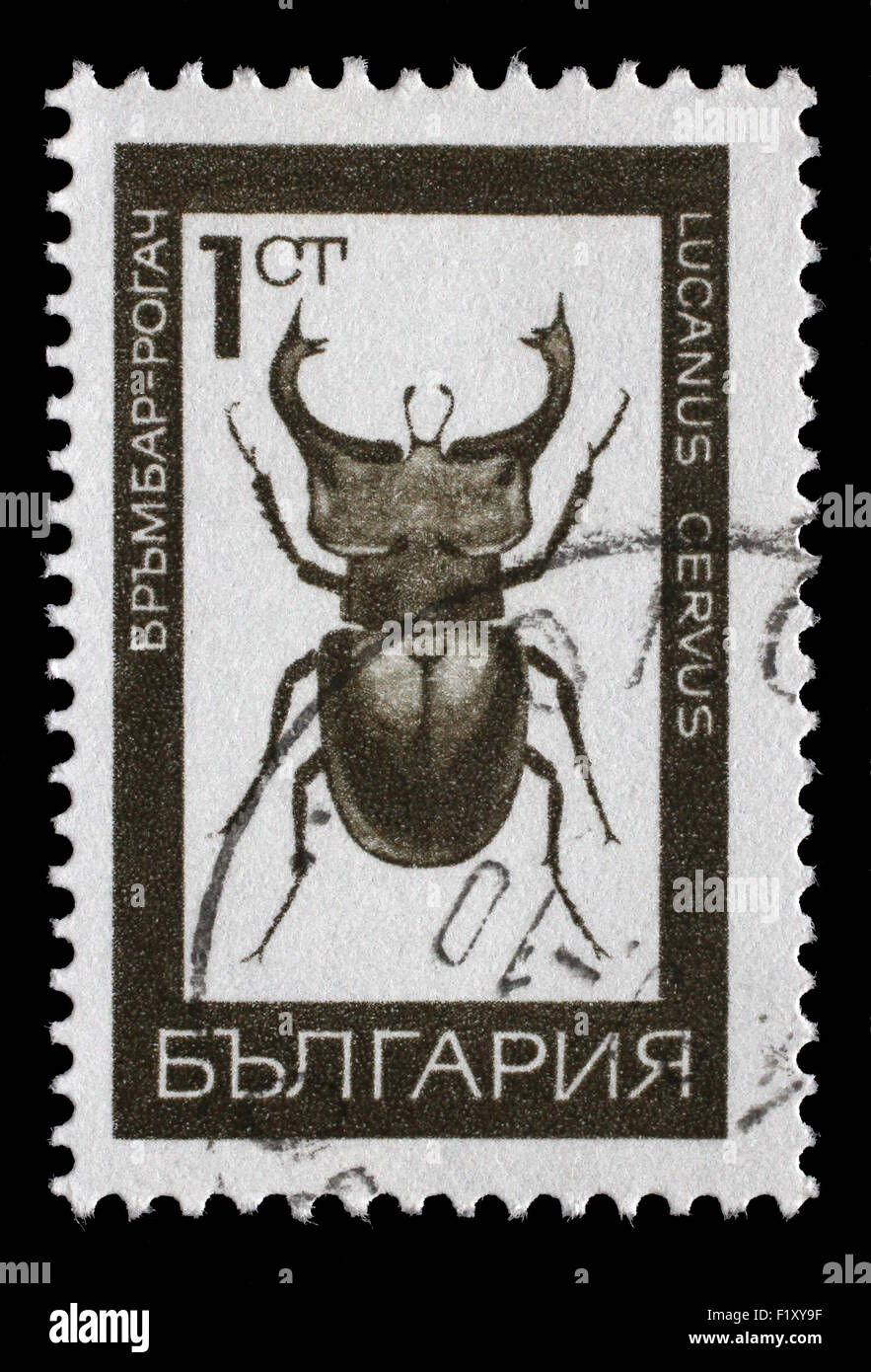 Timbro stampato in Bulgaria mostra immagine di un lucanus cervus, circa 1975 Foto Stock