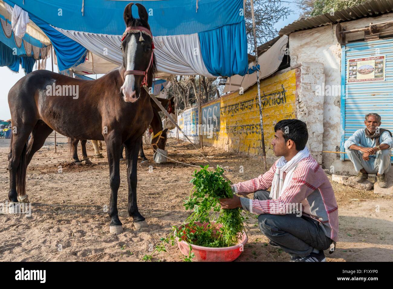 India Rajasthan, Nagaur, il Nagaur fiera del bestiame è la più grande fiera del suo genere nel paese, il Marwari cavalli sono venduti a prezzi troppo elevati Foto Stock