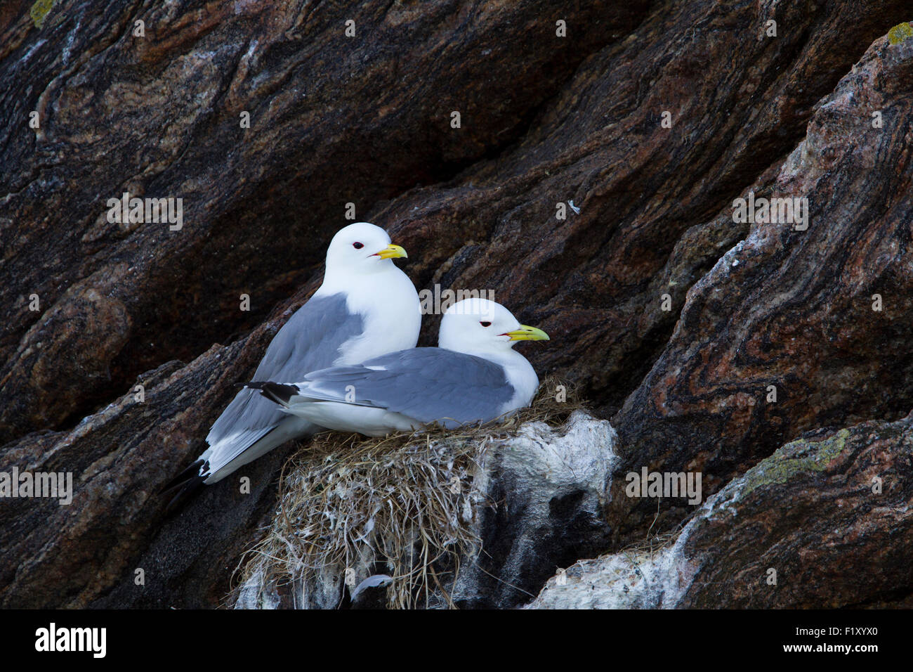 Nidi di rara kittiwakes sulle Isole Lofoten in Norvegia Foto Stock