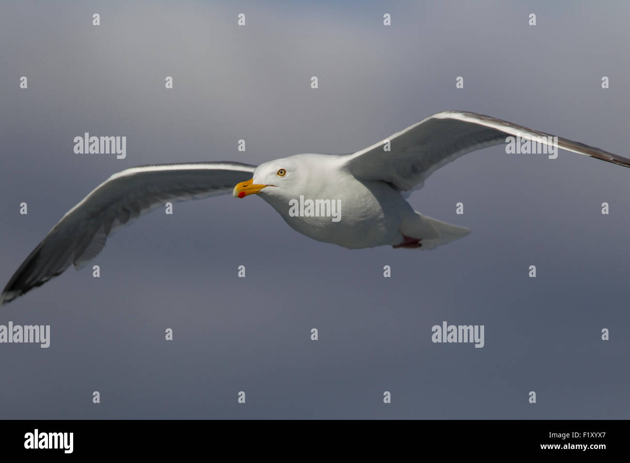 Vicino sul flying seagull battenti contro il fotografo Foto Stock