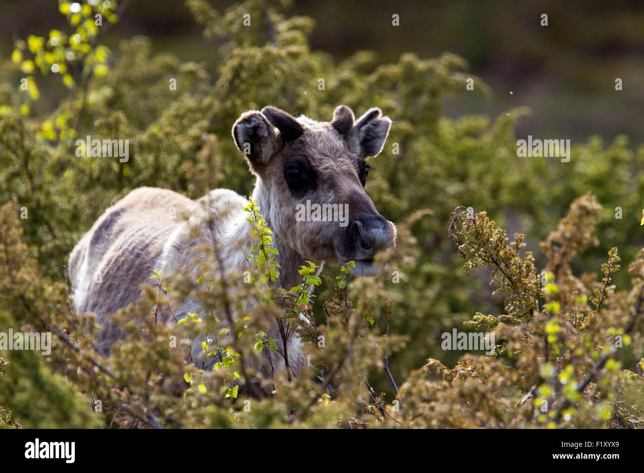 Giovani renne giacente in erba Foto Stock