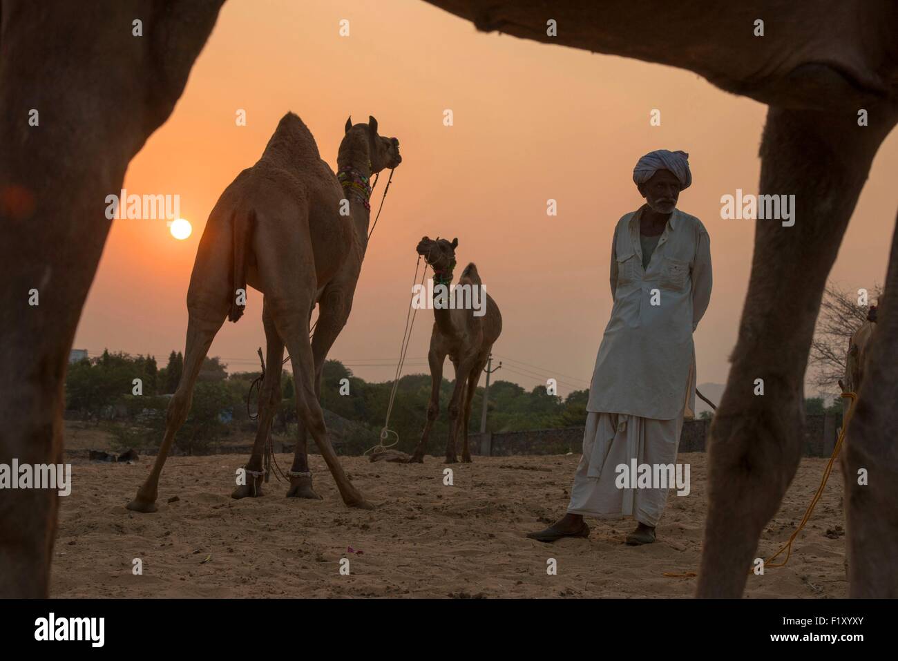 India Rajasthan, Pushkar, Il Pushkar fiera del bestiame Foto Stock
