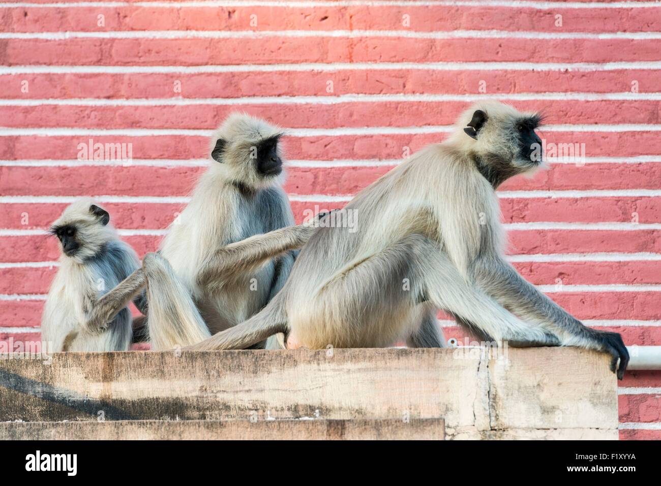 India Rajasthan, Ranakpur, scimmie Langur al Adinath Ja∩n tempio Foto Stock