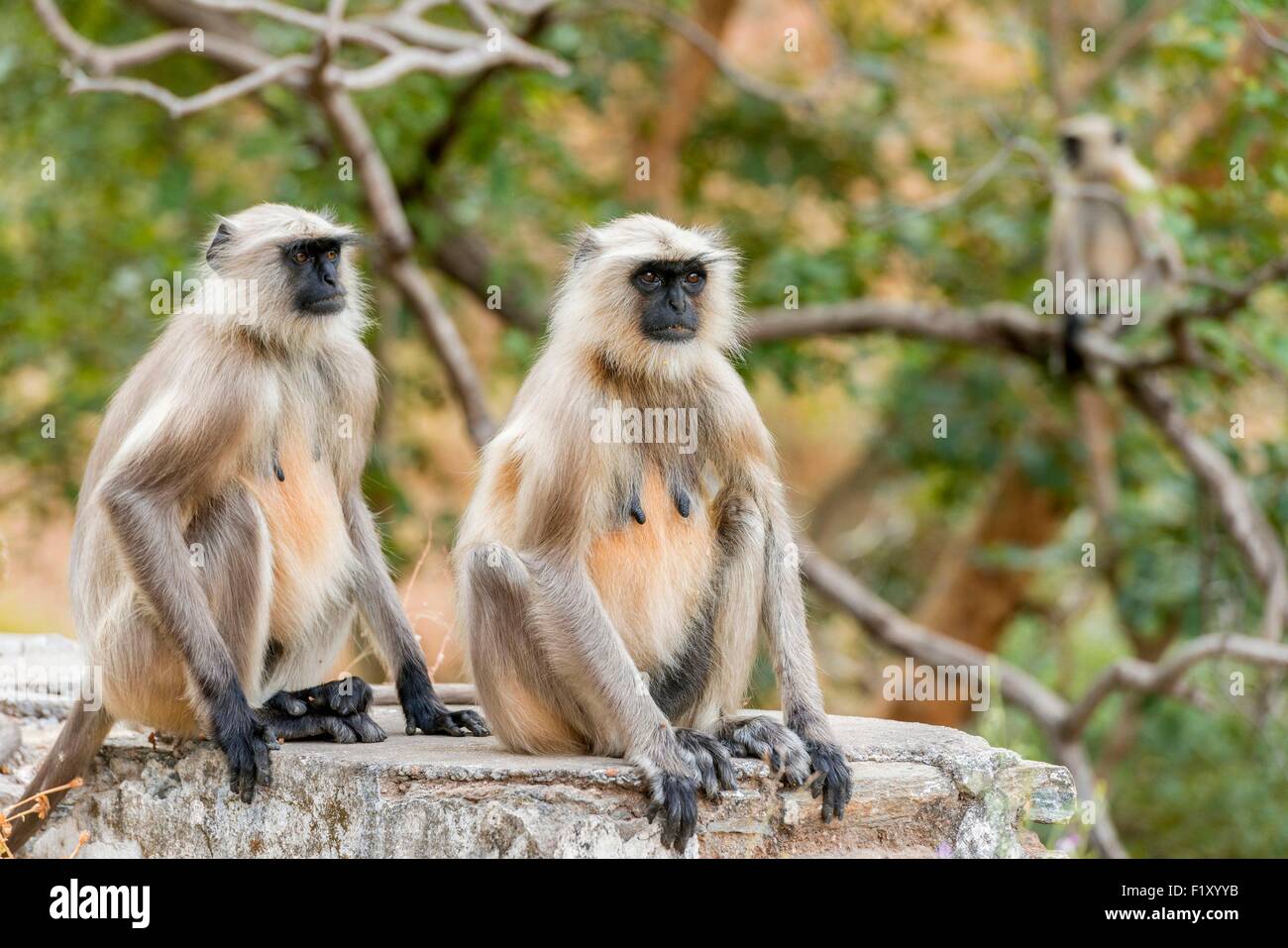 India Rajasthan, Ranakpur, scimmie Langur sulla strada Foto Stock