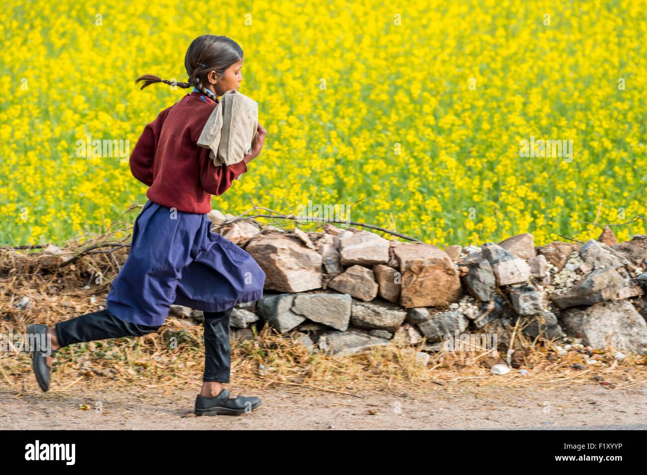 India Rajasthan, Kumbalgarh, campi di senape Foto Stock