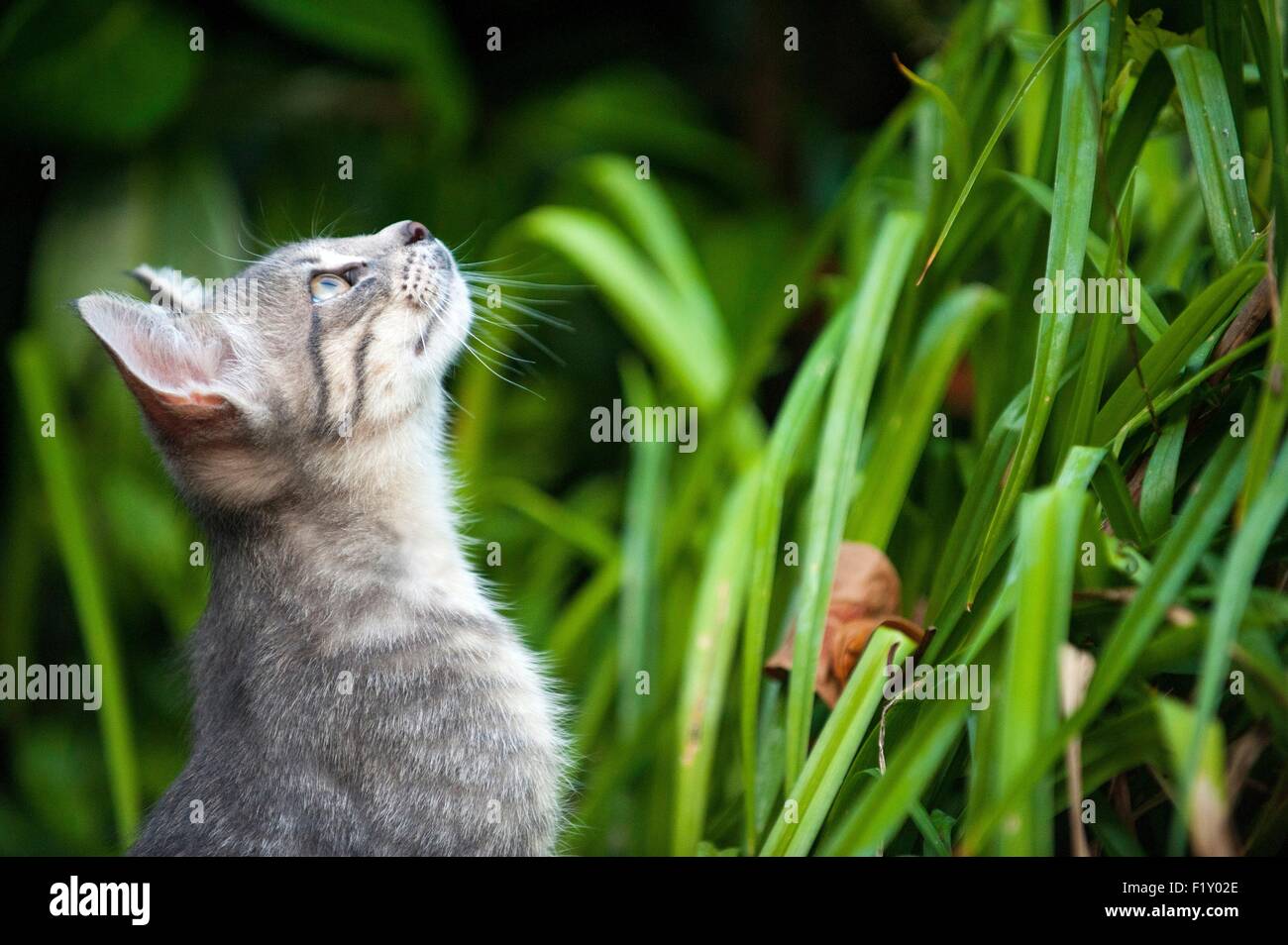 Francia, Isere, domestici tabby cat (Felis silvestris catus), 3 mesi Foto Stock