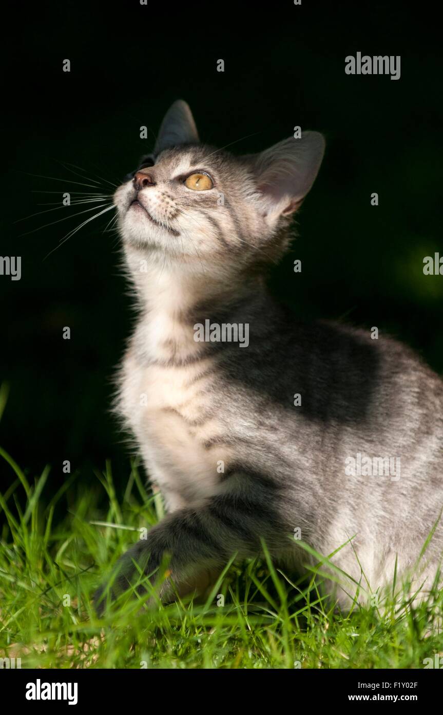 Francia, Isere, domestici tabby cat (Felis silvestris catus), 3 mesi Foto Stock