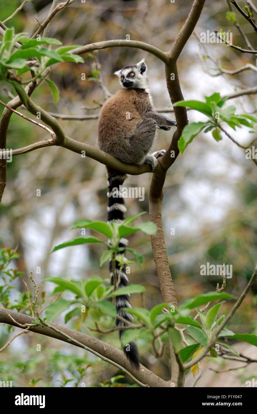 Anello-tailed Lemur (Lemur catta), Maki catta Foto Stock