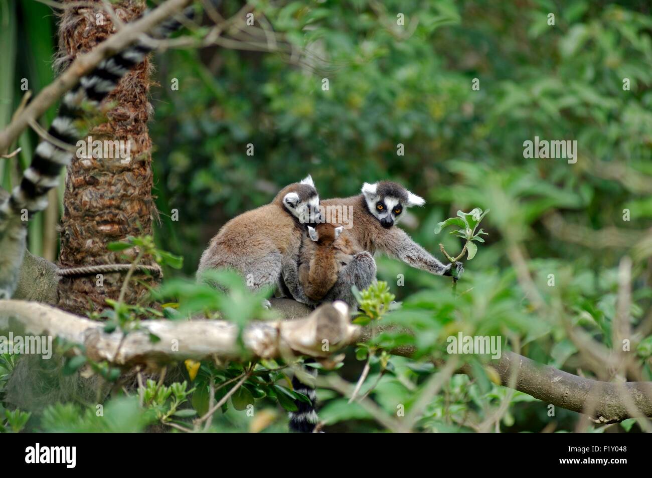 Anello-tailed Lemur (Lemur catta), famiglia Foto Stock