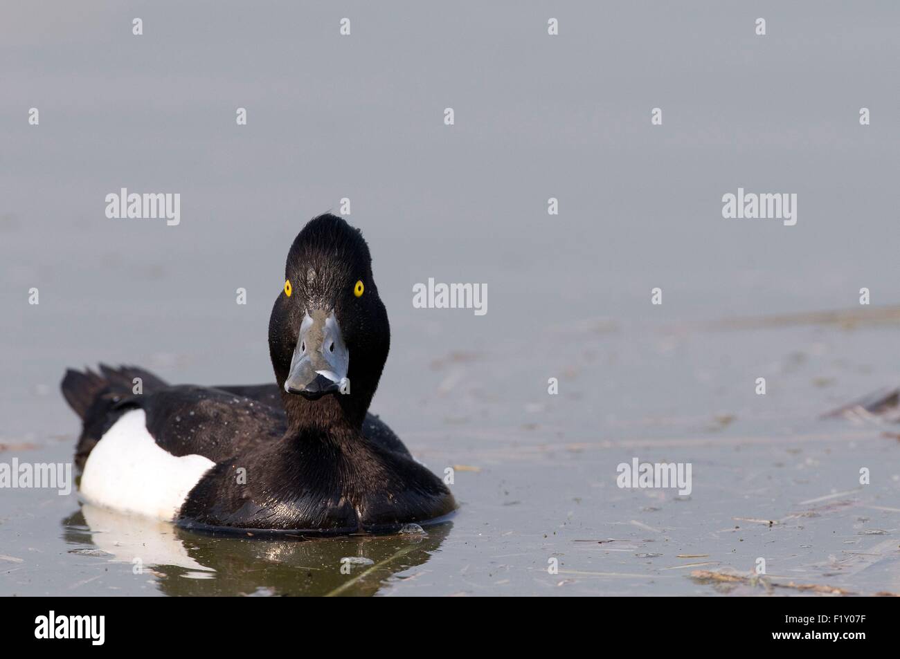 Moretta (Aythya fuligula), maschio Foto Stock