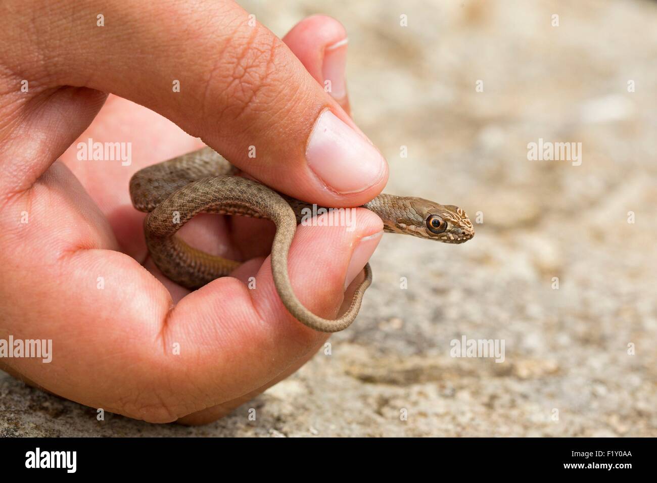 L'Albania, Valona, Sazan island, Montpellier snake (Malpolon monspessulanus) Foto Stock