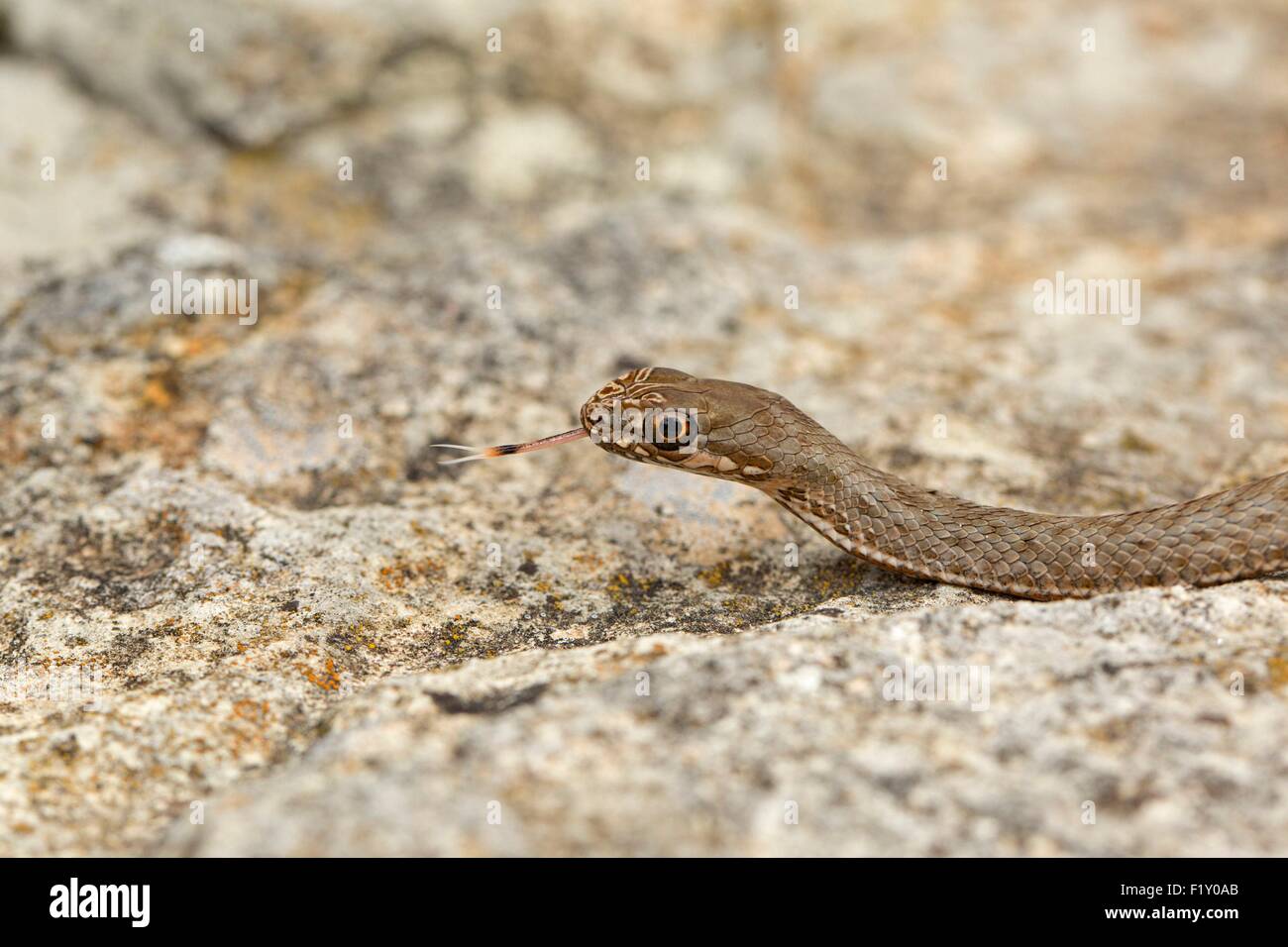 L'Albania, Valona, Sazan island, Montpellier snake (Malpolon monspessulanus) Foto Stock