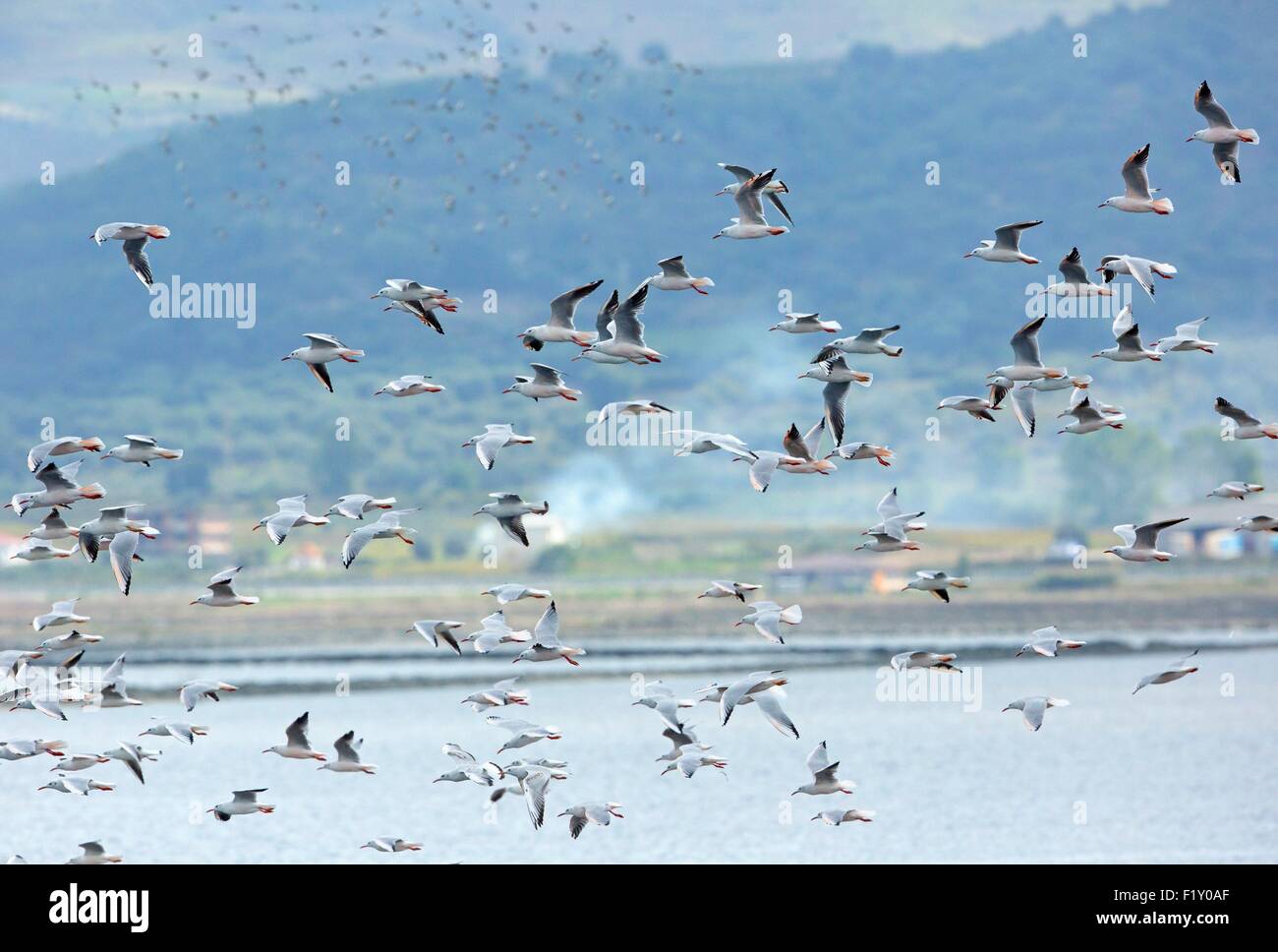 Albania, Laguna Nartes, snello fatturati gabbiano (Chroicocephalus genei) Foto Stock