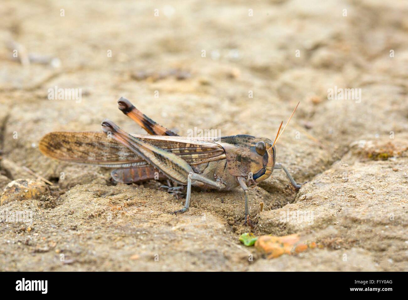 L'Albania, la Pointe Rodonit, Locust (Locusta migratoria) Foto Stock
