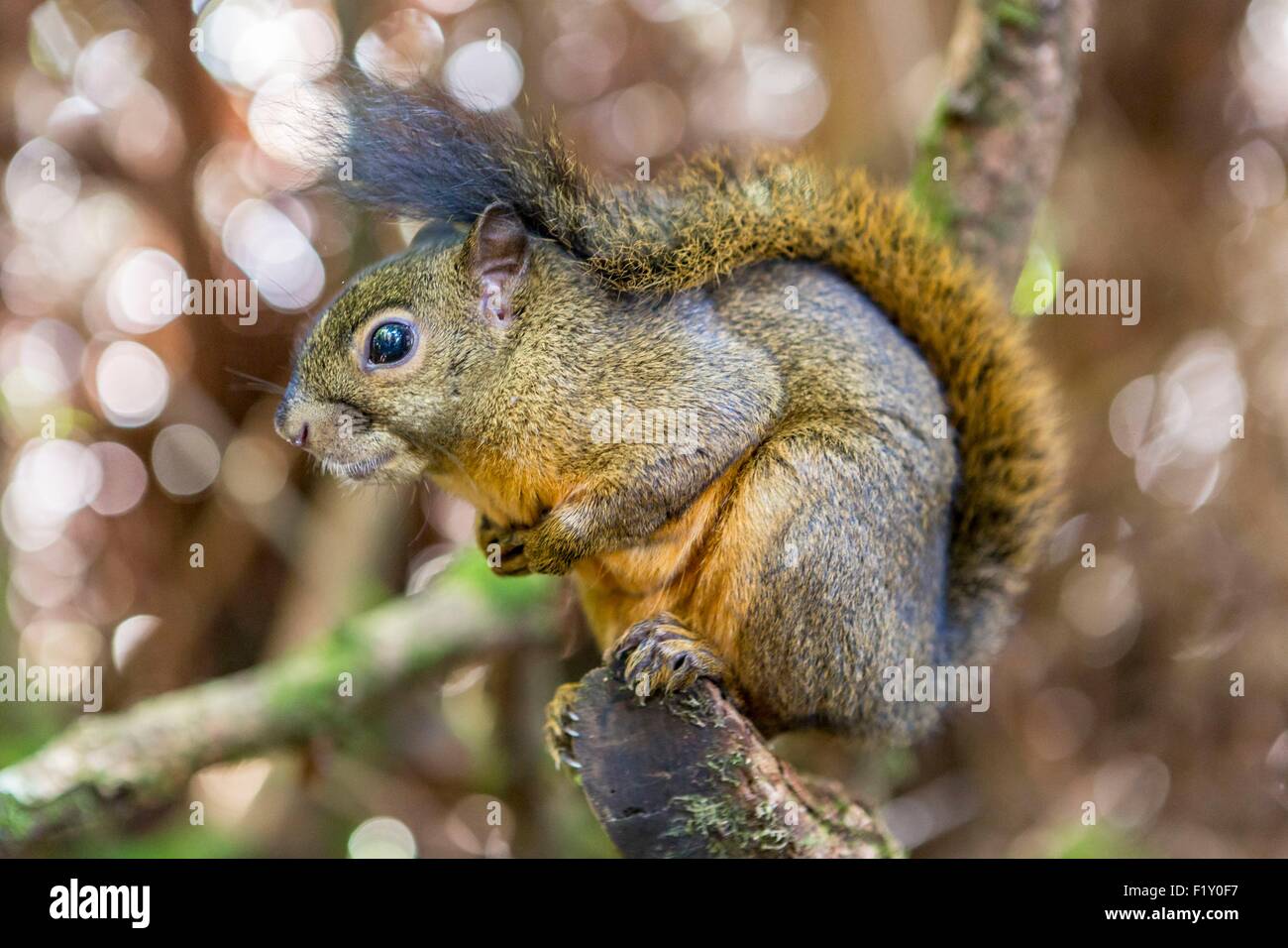 Costa Rica, provincia di Alajuela, il Parco Nazionale del Vulcano Poas, lo scoiattolo Foto Stock