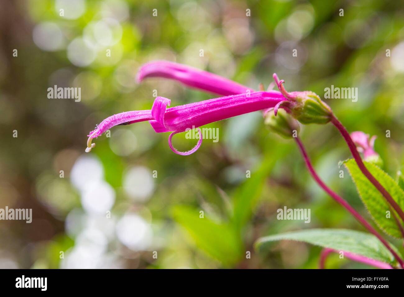 Costa Rica, provincia di Alajuela, il Parco Nazionale del Vulcano Poas, fiore tropicale Foto Stock
