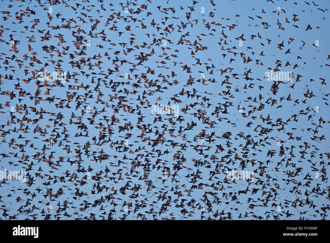 Germania, Bade-Wurtemberg, raccolta di milioni di fringuelli in una comunità dormitorio invernale nel sud-ovest della Germania, essi posatoio in alberi, Brambling (Fringilla montifringilla), Durante inverni rigidi nella loro gamma invernale, fringuelli settentrionale è in grado di spostare il gruppo enorme fu Foto Stock