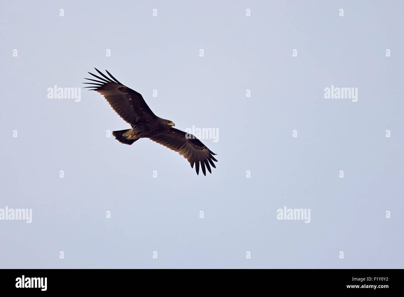 India, nello Stato di Gujarat, Blackbuck national park, maggiore maculato (Aquila clanga clanga ex chiamato Aquila clanga), in volo Foto Stock