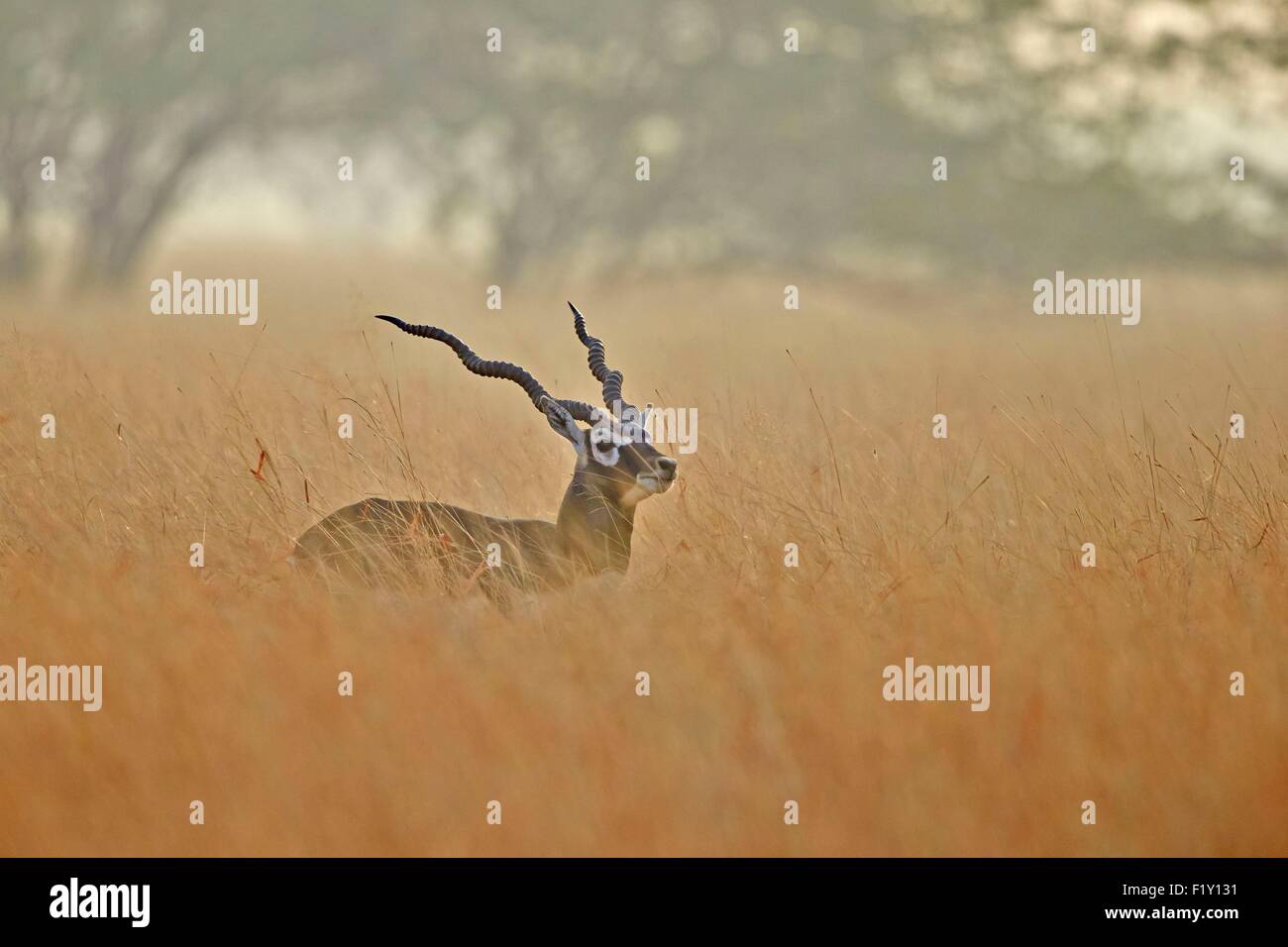 India, nello Stato di Gujarat, Blackbuck national park, Blackbuck (Antilope cervicapra), maschio Foto Stock