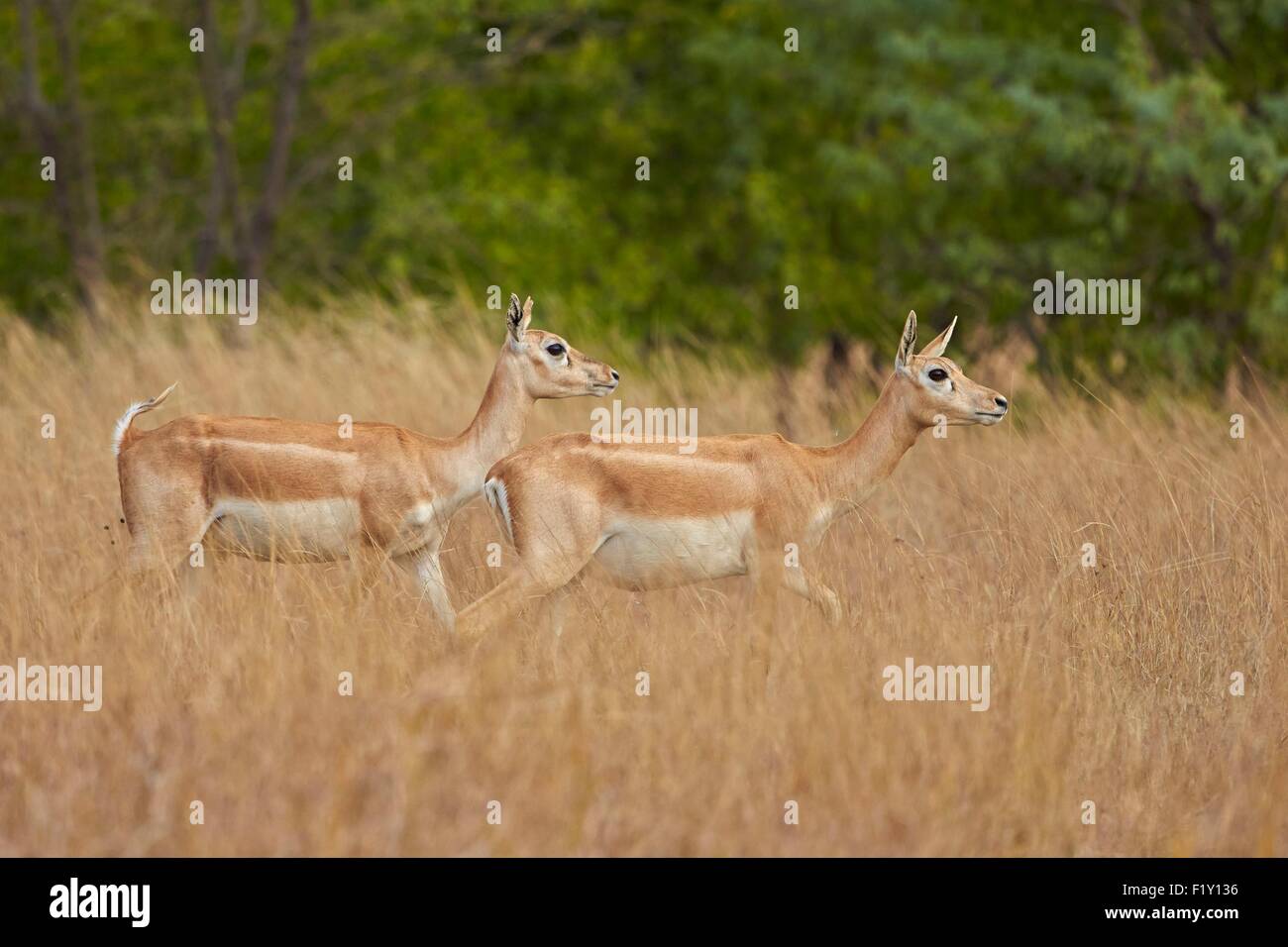 India, nello Stato di Gujarat, Blackbuck national park, Blackbuck (Antilope cervicapra), femmina Foto Stock