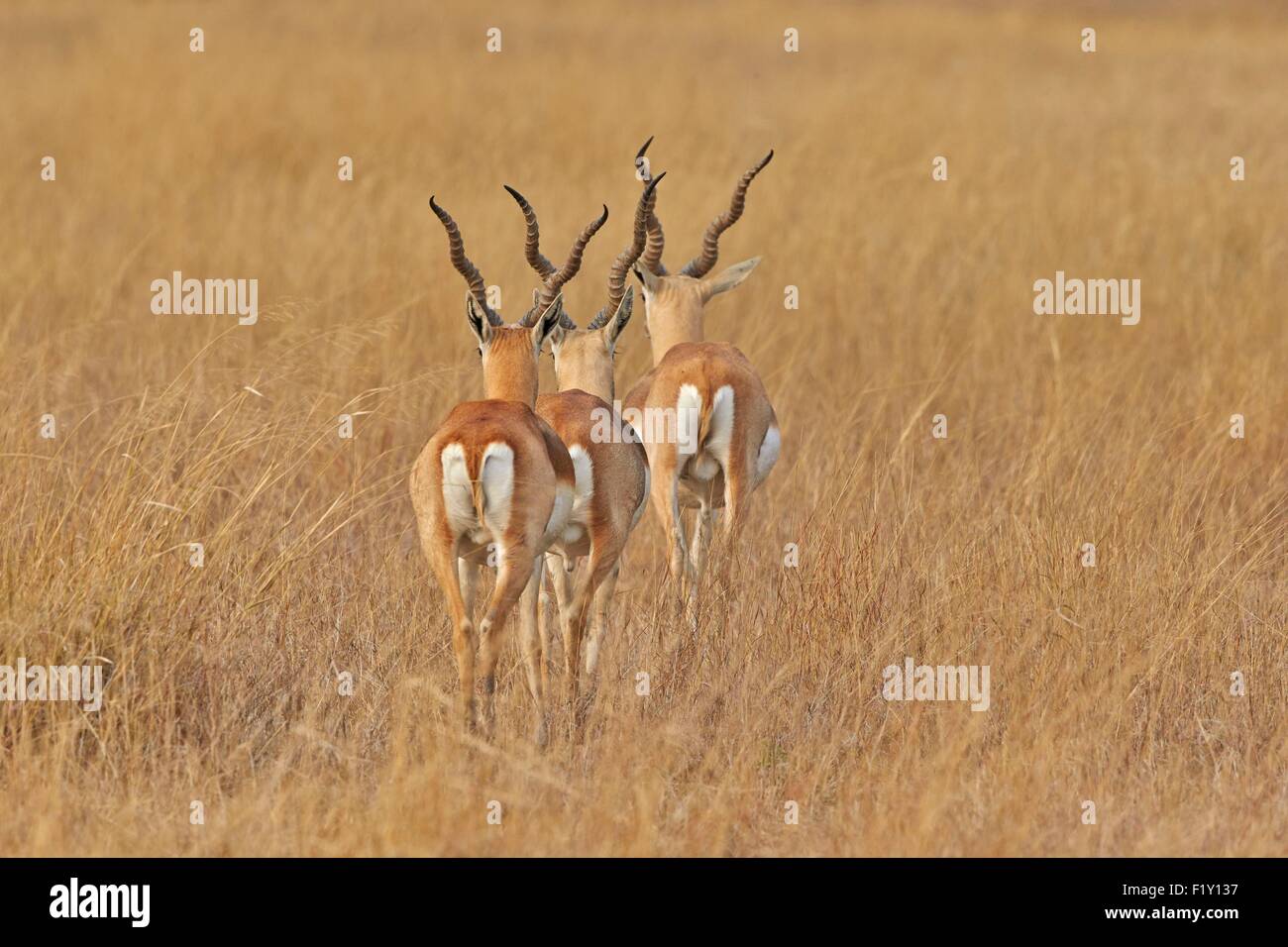 India, nello Stato di Gujarat, Blackbuck national park, Blackbuck (Antilope cervicapra), maschio Foto Stock