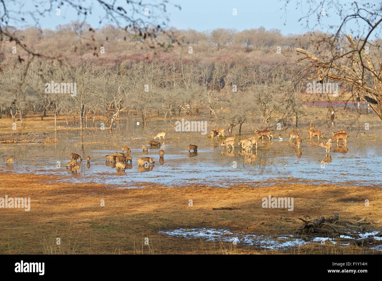 India Rajasthan, il Parco nazionale di Ranthambore, sambar deer (Rusa unicolor), maschio adulto alimentazione su aquatics piante in un marsch Foto Stock