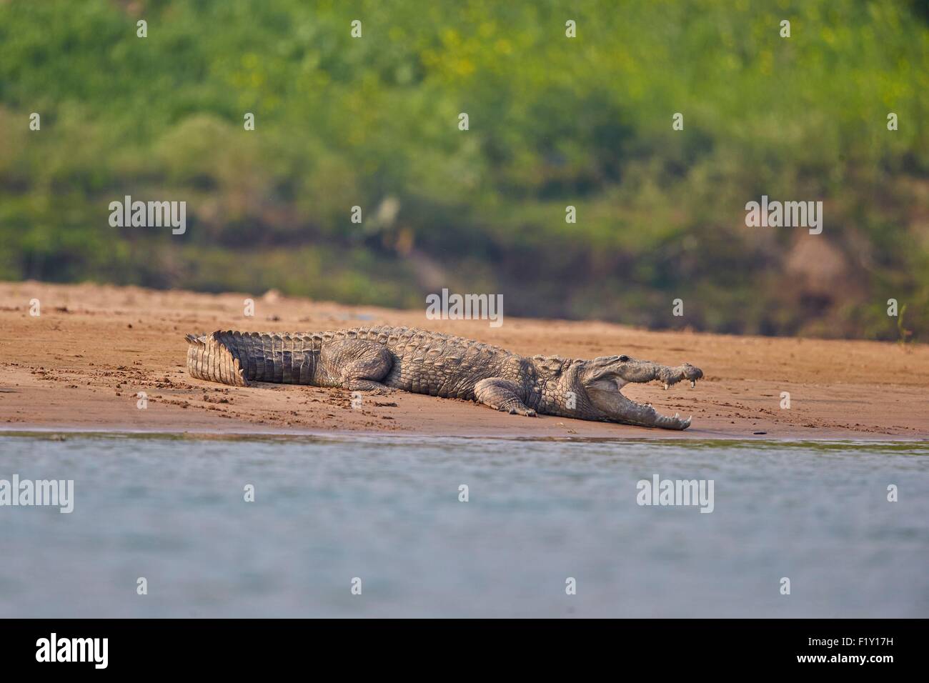 India, nello stato di Uttar Pradesh, fiume Chambal, Mugger coccodrillo indiano o il Coccodrillo Palustre (Crocodylus palustris) giacente sulla riva Foto Stock