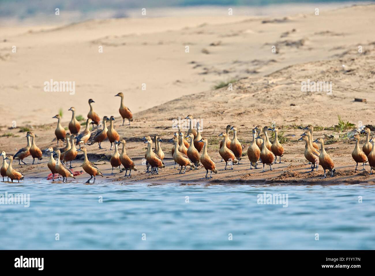 India, nello stato di Uttar Pradesh, fiume Chambal, Minor sibilo anatra (Dendrocygna javanica)sul terreno Foto Stock