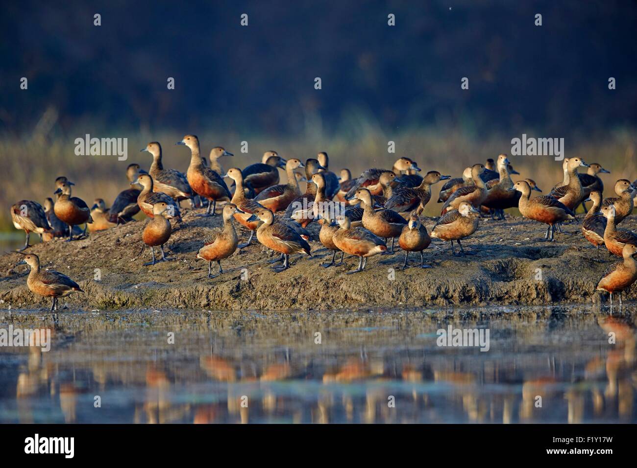 India Rajasthan, Bharatpur, parco nazionale di Keoladeo, Minor sibilo anatra (Dendrocygna javanica), gruppo sul terreno Foto Stock