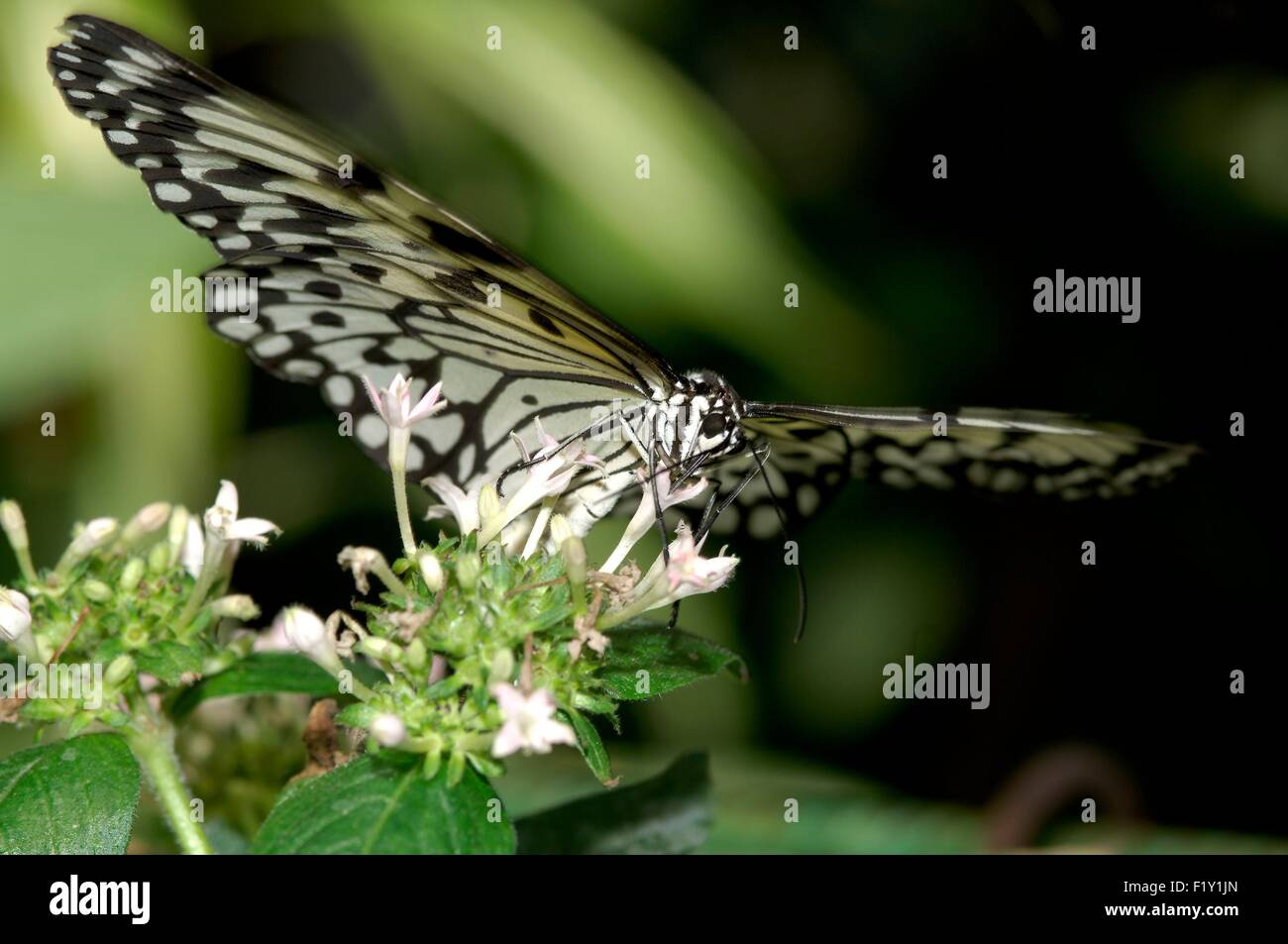 Thailandia, Grand glider (Idea leuconoe) Foto Stock