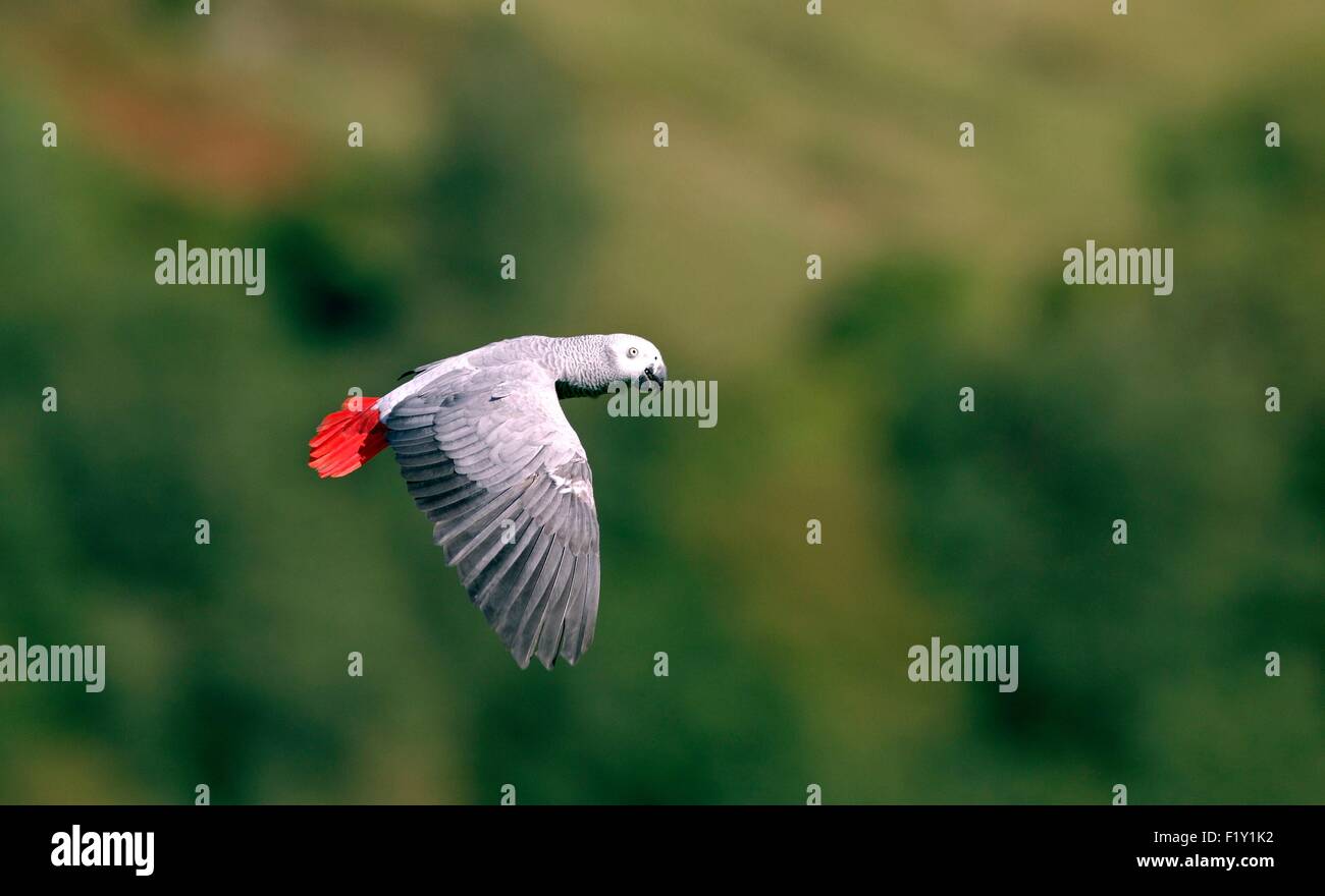 Pappagallo grigio (Psittacus erithacus) in volo Foto Stock