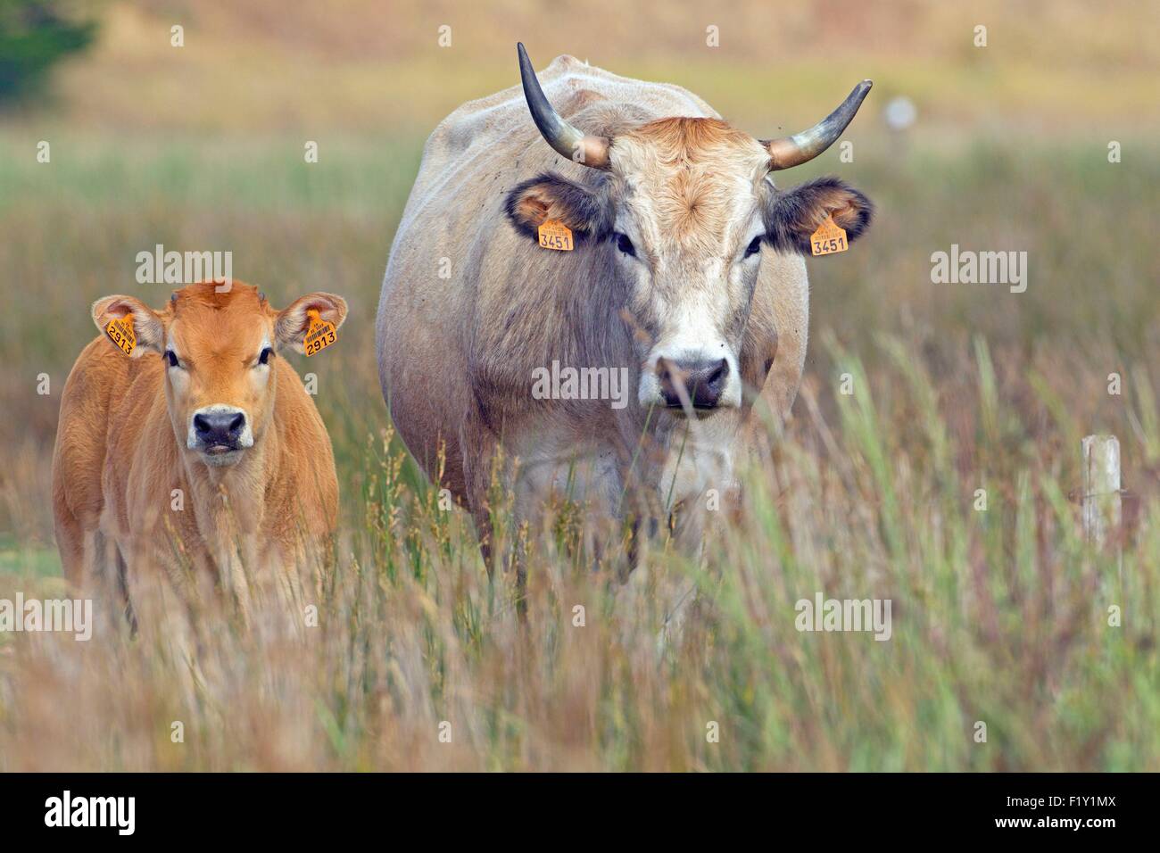 Francia, Vendee, La Barre de Monts, Daviaud, maraεchine mucca e il suo vitello Foto Stock