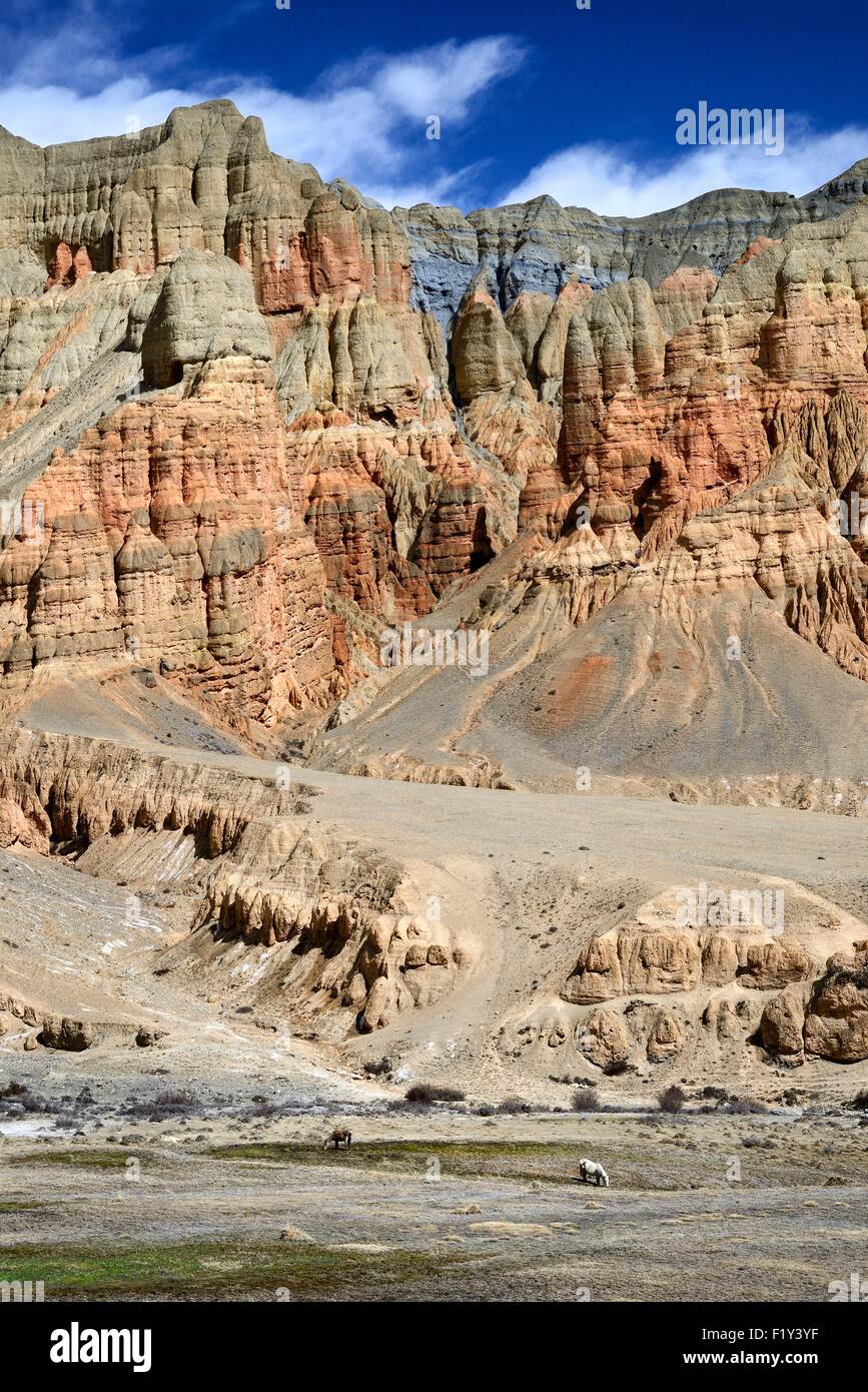 Il Nepal, Gandaki zona, Mustang superiore (vicino al confine con il Tibet), rosso e giallo ocra formazioni rocciose e cavalli in una valle vicino a Dhakmar village Foto Stock