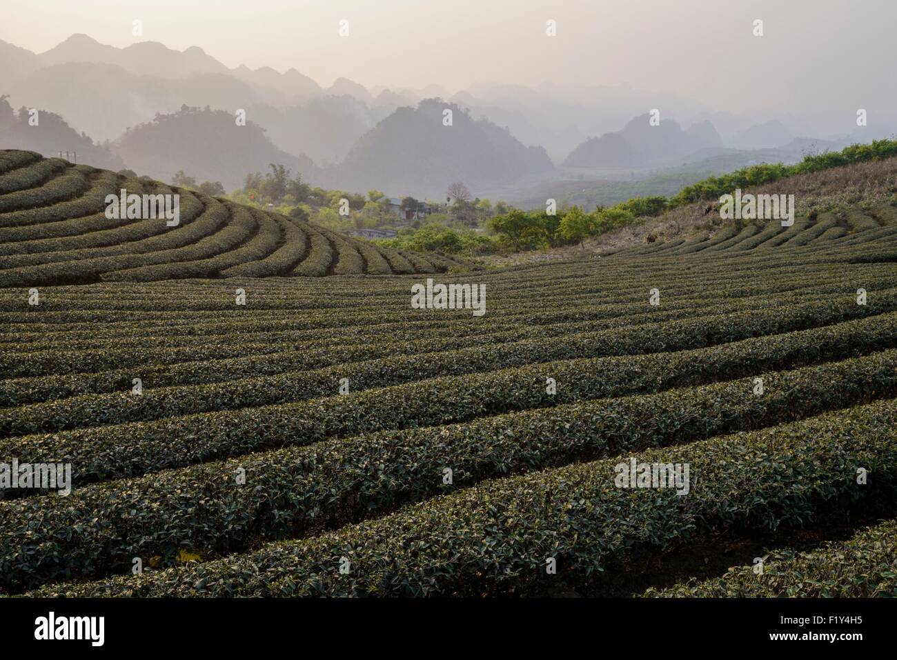 Il Vietnam, figlio La provincia, Moc Chau, le piantagioni di tè Foto Stock