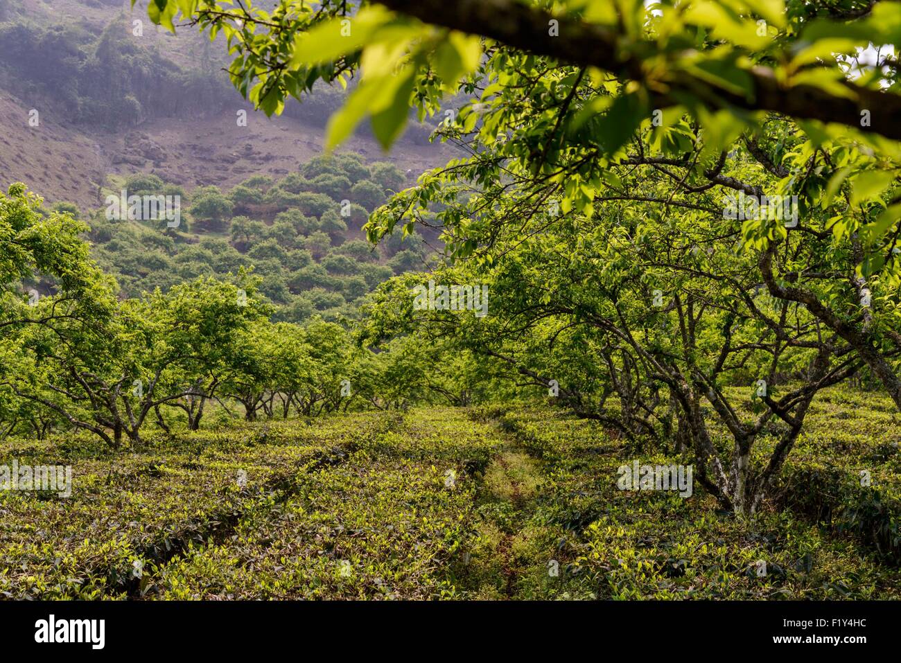 Il Vietnam, figlio La provincia, Moc Chau, susino Orchard Foto Stock