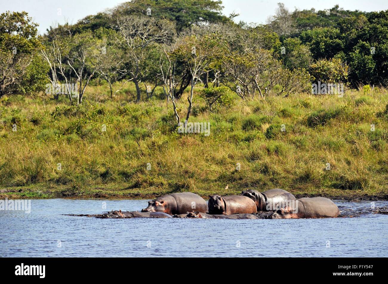 Sud Africa, Kwazulu Natal, St Lucia Wetland Park elencati come patrimonio mondiale dall' UNESCO, Hippopotamus (Hippopotamus amphibius) Foto Stock