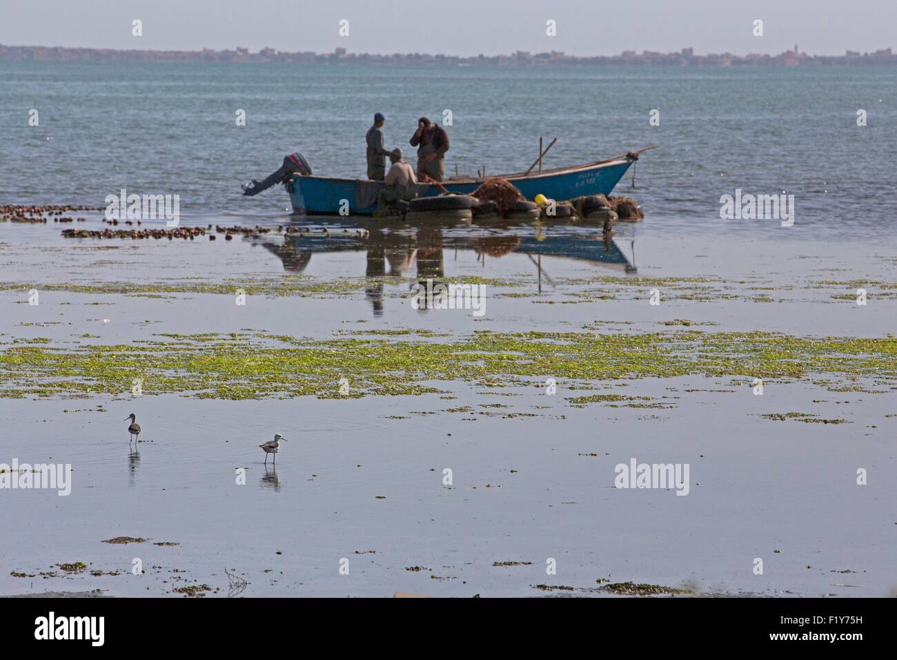 Il Marocco, Nador Laguna, Black-winged Stilt (Himantopus himantopus), pescatori Foto Stock