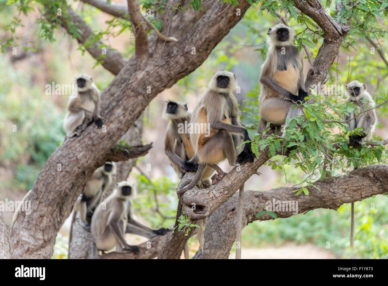 India Rajasthan, Ranakpur, scimmie Langur Foto Stock