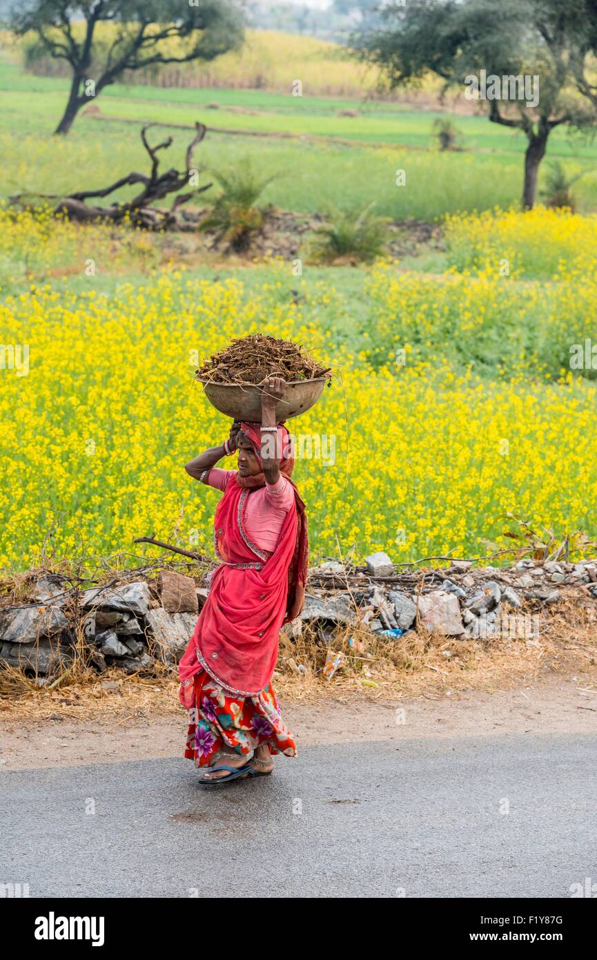 India Rajasthan, Kumbalgarh, campi di senape Foto Stock
