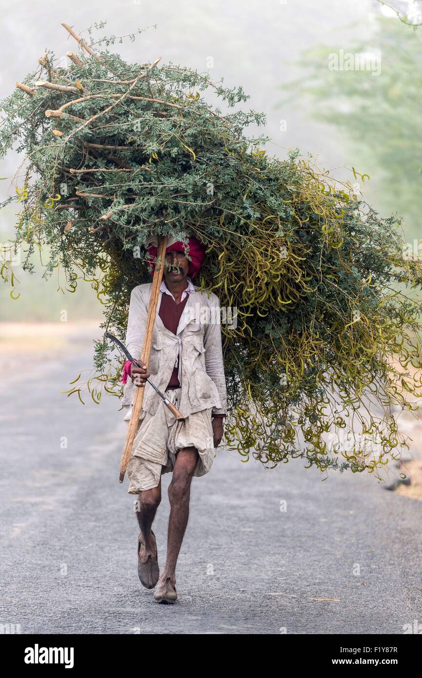 India Rajasthan, Ranakpur, torna dai campi in inverno Foto Stock